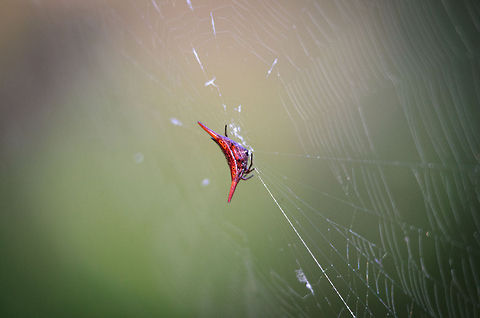 Madagascar Spiny orb-weaver (Gasteracantha versicolor formosa) A very odd-looking spider hanging across a pond near Andasibe, Madagascar. I had to use the 500mm to "reach" it.  Andasibe,Gasteracantha versicolor,Madagascar,Spiders