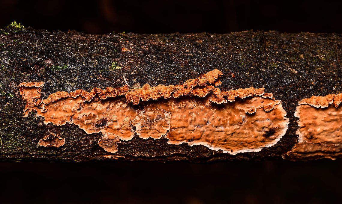 Rosy crust fungus, Heeswijk-Dinther, Netherlands Presumed ID based on color (orange with white edges), growing on birch tree, and bumpy yet smooth surface. Europe,Heeswijk-Dinther,Netherlands,Peniophora incarnata,World