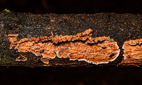 Rosy crust fungus, Heeswijk-Dinther, Netherlands Presumed ID based on color (orange with white edges), growing on birch tree, and bumpy yet smooth surface. Europe,Heeswijk-Dinther,Netherlands,Peniophora incarnata,World