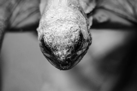 Radiated Tortoise, one of the few left At its current pace, this specie will be extinct in 10-20 years. It has severe threats in habitat loss, poaching and pet trade. This one was photgraphed in a small protected park, although even protected parks in Madagascar are not safe from hungry locals. Andasibe,Astrochelys radiata,Madagascar,Radiated tortoise