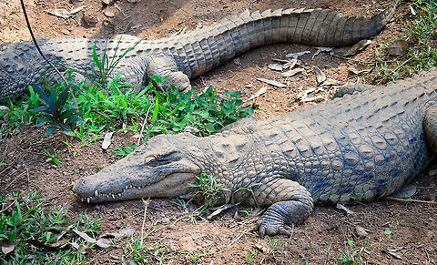 Two Nile Crocodiles at rest Found at the Vakona forest lodge, Madagascar. These concern a Malagasy sub specie of the Nile Crocodile. Andasibe,Crocodylus niloticus,Geotagged,Madagascar,Nile crocodile