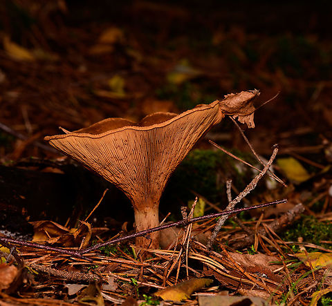 Brown roll-rim, Heeswijk-Dinther, Netherlands I don't like the lighting on this one, but the upside is that it does show a lot of detail in the gills. Europe,Heeswijk-Dinther,Netherlands,Paxillus involutus,Poison Pax,World