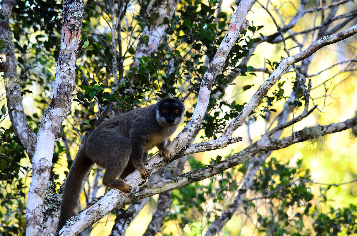 Common Brown Lemur tree travelling After a lenghty day in the Andasibe forests, we returned to our lodge only to discover that even there the common brown lemur is omnipresent.  Andasibe,Common brown lemur,Eulemur fulvus,Madagascar
