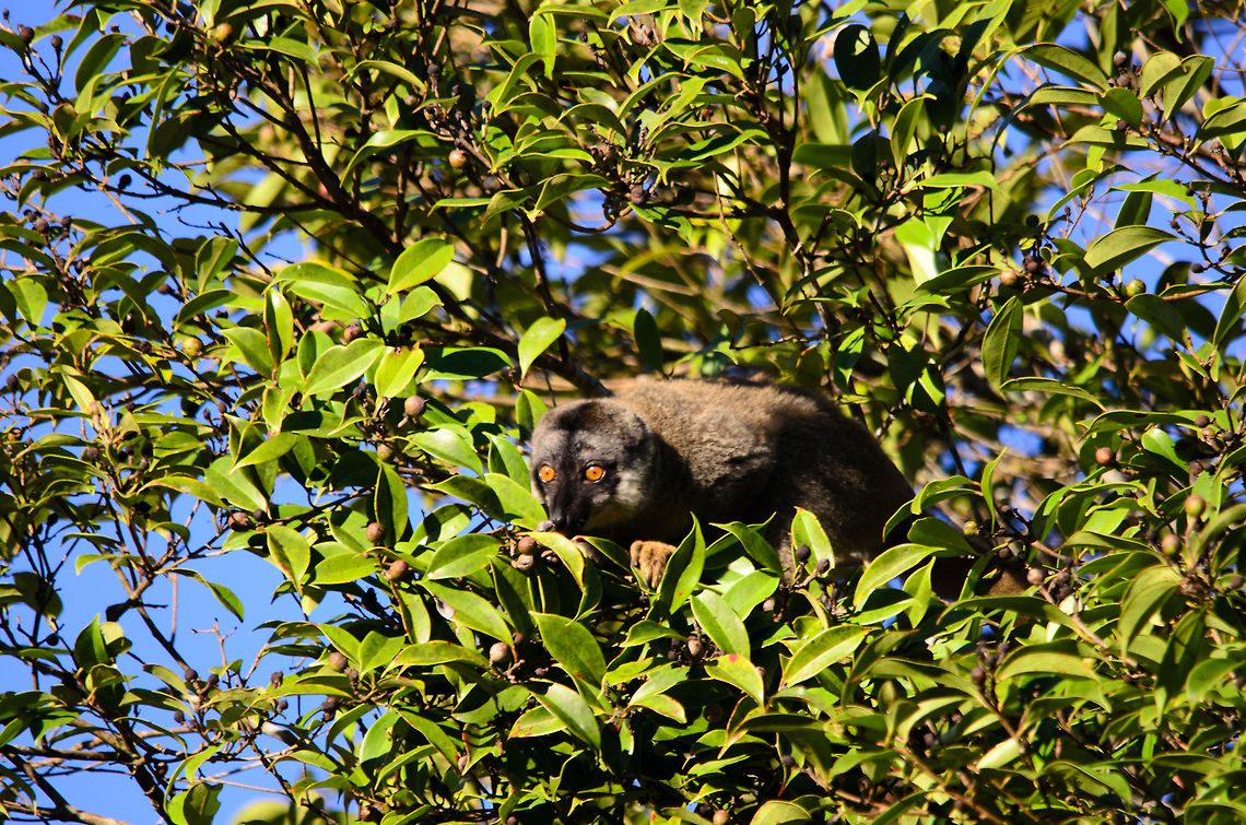 Common Brown Lemur eating leaves This Common Brown Lemur is part of a family we found loudly travelling from tree to tree right in front of our lodge in Andasibe. Andasibe,Common brown lemur,Eulemur fulvus,Madagascar