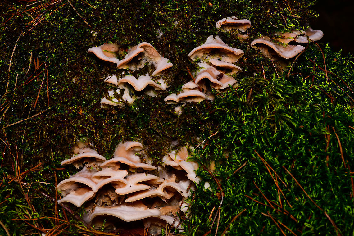 Jelly Rot, Heeswijk-Dinther, Netherlands When I took this shot, it came across to me like some all-white boring bracket fungi but there&#039;s interesting details that I missed. Up close you can see a very hairy upper side, then there&#039;s a pinkish edge, followed by an interesting bumpy gill system. Europe,Heeswijk-Dinther,Jelly Rot,Netherlands,Phlebia tremellosa,World