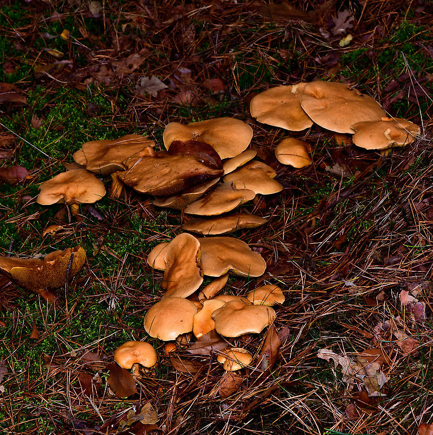 Jersey cow mushroom - cluster, Heeswijk-Dinther, Netherlands Cow bolete in dutch. <br />
<figure class="photo"><a href="https://www.jungledragon.com/image/92279/jersey_cow_mushroom_-_cluster_2_heeswijk-dinther_netherlands.html" title="Jersey cow mushroom - cluster 2, Heeswijk-Dinther, Netherlands"><img src="https://s3.amazonaws.com/media.jungledragon.com/images/2/92279_thumb.jpg?AWSAccessKeyId=05GMT0V3GWVNE7GGM1R2&Expires=1763596810&Signature=POKYx3tgdA0c4h%2FFEmDFZR6v%2BUo%3D" width="200" height="134" alt="Jersey cow mushroom - cluster 2, Heeswijk-Dinther, Netherlands Cow bolete in dutch. <br />
https://www.jungledragon.com/image/92278/jersey_cow_mushroom_-_cluster_heeswijk-dinther_netherlands.html<br />
https://www.jungledragon.com/image/92280/jersey_cow_mushroom_-_cluster_heeswijk-dinther_netherlands.html Europe,Heeswijk-Dinther,Jersey cow mushroom,Netherlands,Suillus bovinus,World" /></a></figure><br />
<figure class="photo"><a href="https://www.jungledragon.com/image/92280/jersey_cow_mushroom_-_cluster_heeswijk-dinther_netherlands.html" title="Jersey cow mushroom - cluster, Heeswijk-Dinther, Netherlands"><img src="https://s3.amazonaws.com/media.jungledragon.com/images/2/92280_thumb.jpg?AWSAccessKeyId=05GMT0V3GWVNE7GGM1R2&Expires=1763596810&Signature=xTOxSUwmSQtsrTlp9IN1QPxopf8%3D" width="200" height="134" alt="Jersey cow mushroom - cluster, Heeswijk-Dinther, Netherlands Cow bolete in dutch. <br />
https://www.jungledragon.com/image/92278/jersey_cow_mushroom_-_cluster_heeswijk-dinther_netherlands.html<br />
https://www.jungledragon.com/image/92279/jersey_cow_mushroom_-_cluster_2_heeswijk-dinther_netherlands.html Europe,Heeswijk-Dinther,Jersey cow mushroom,Netherlands,Suillus bovinus,World" /></a></figure> Europe,Heeswijk-Dinther,Jersey cow mushroom,Netherlands,Suillus bovinus,World