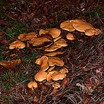 Jersey cow mushroom - cluster, Heeswijk-Dinther, Netherlands Cow bolete in dutch. <br />
https://www.jungledragon.com/image/92279/jersey_cow_mushroom_-_cluster_2_heeswijk-dinther_netherlands.html<br />
https://www.jungledragon.com/image/92280/jersey_cow_mushroom_-_cluster_heeswijk-dinther_netherlands.html Europe,Heeswijk-Dinther,Jersey cow mushroom,Netherlands,Suillus bovinus,World