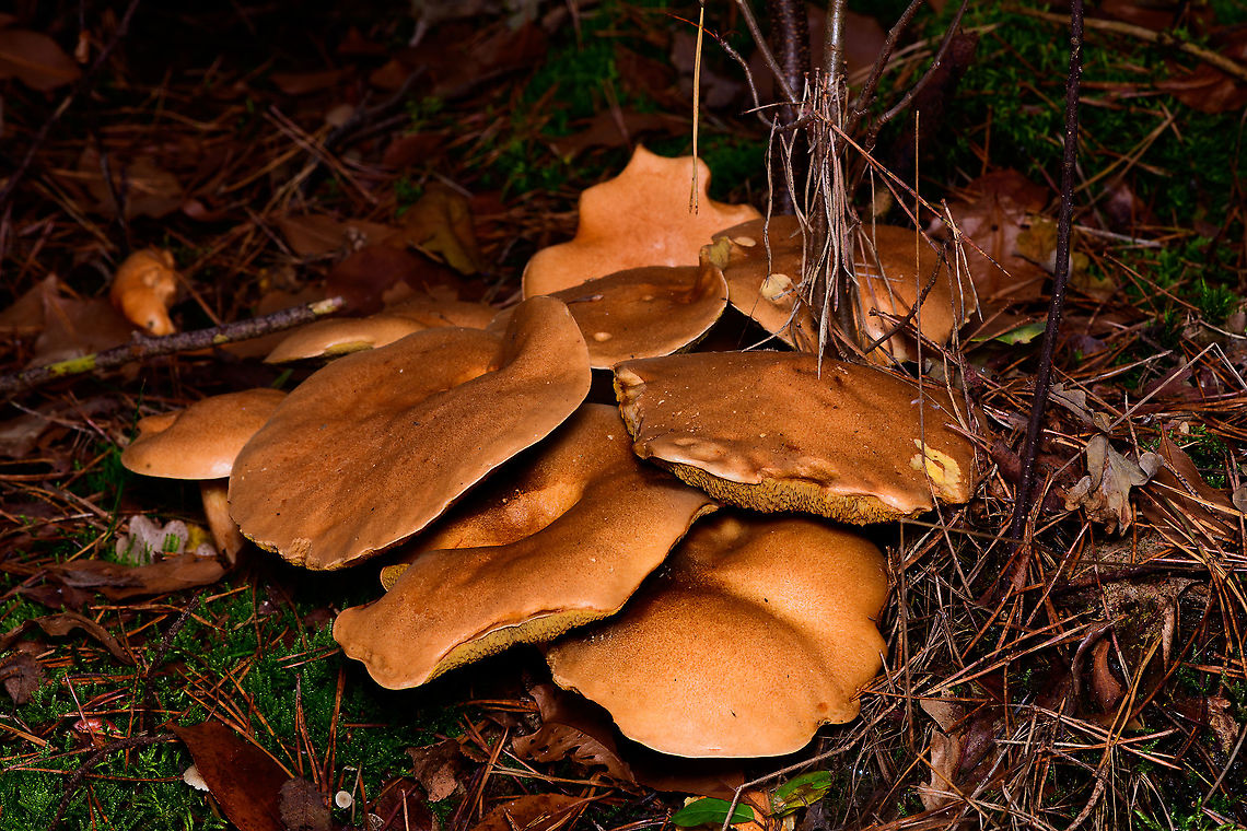 Jersey cow mushroom - cluster 2, Heeswijk-Dinther, Netherlands Cow bolete in dutch. <br />
<figure class="photo"><a href="https://www.jungledragon.com/image/92278/jersey_cow_mushroom_-_cluster_heeswijk-dinther_netherlands.html" title="Jersey cow mushroom - cluster, Heeswijk-Dinther, Netherlands"><img src="https://s3.amazonaws.com/media.jungledragon.com/images/2/92278_thumb.jpg?AWSAccessKeyId=05GMT0V3GWVNE7GGM1R2&Expires=1759968010&Signature=cxJQint9B5PKy1J31IjDPN4sScA%3D" width="152" height="152" alt="Jersey cow mushroom - cluster, Heeswijk-Dinther, Netherlands Cow bolete in dutch. <br />
https://www.jungledragon.com/image/92279/jersey_cow_mushroom_-_cluster_2_heeswijk-dinther_netherlands.html<br />
https://www.jungledragon.com/image/92280/jersey_cow_mushroom_-_cluster_heeswijk-dinther_netherlands.html Europe,Heeswijk-Dinther,Jersey cow mushroom,Netherlands,Suillus bovinus,World" /></a></figure><br />
<figure class="photo"><a href="https://www.jungledragon.com/image/92280/jersey_cow_mushroom_-_cluster_heeswijk-dinther_netherlands.html" title="Jersey cow mushroom - cluster, Heeswijk-Dinther, Netherlands"><img src="https://s3.amazonaws.com/media.jungledragon.com/images/2/92280_thumb.jpg?AWSAccessKeyId=05GMT0V3GWVNE7GGM1R2&Expires=1759968010&Signature=JfEL2aADeqXKSgJquUtGIf%2BjL1Q%3D" width="200" height="134" alt="Jersey cow mushroom - cluster, Heeswijk-Dinther, Netherlands Cow bolete in dutch. <br />
https://www.jungledragon.com/image/92278/jersey_cow_mushroom_-_cluster_heeswijk-dinther_netherlands.html<br />
https://www.jungledragon.com/image/92279/jersey_cow_mushroom_-_cluster_2_heeswijk-dinther_netherlands.html Europe,Heeswijk-Dinther,Jersey cow mushroom,Netherlands,Suillus bovinus,World" /></a></figure> Europe,Heeswijk-Dinther,Jersey cow mushroom,Netherlands,Suillus bovinus,World
