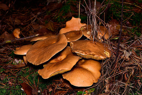 Jersey cow mushroom - cluster 2, Heeswijk-Dinther, Netherlands Cow bolete in dutch. 
https://www.jungledragon.com/image/92278/jersey_cow_mushroom_-_cluster_heeswijk-dinther_netherlands.html
https://www.jungledragon.com/image/92280/jersey_cow_mushroom_-_cluster_heeswijk-dinther_netherlands.html Europe,Heeswijk-Dinther,Jersey cow mushroom,Netherlands,Suillus bovinus,World