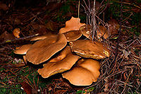 Jersey cow mushroom - cluster 2, Heeswijk-Dinther, Netherlands Cow bolete in dutch. <br />
https://www.jungledragon.com/image/92278/jersey_cow_mushroom_-_cluster_heeswijk-dinther_netherlands.html<br />
https://www.jungledragon.com/image/92280/jersey_cow_mushroom_-_cluster_heeswijk-dinther_netherlands.html Europe,Heeswijk-Dinther,Jersey cow mushroom,Netherlands,Suillus bovinus,World