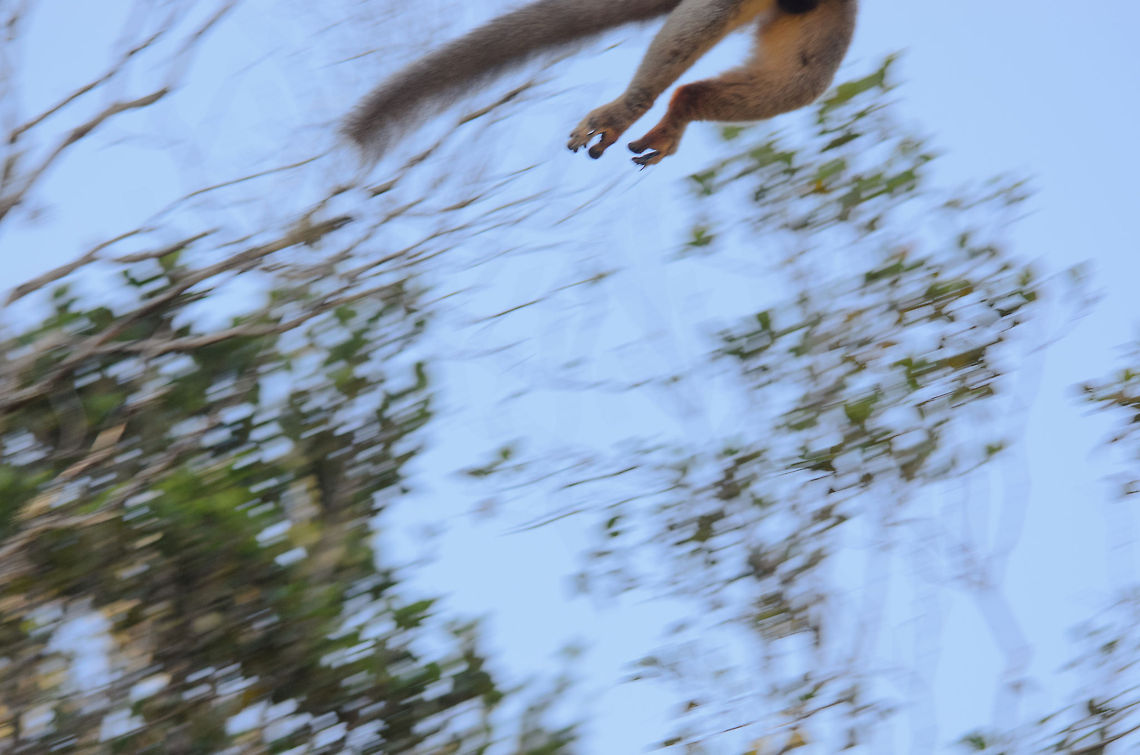 Common Brown Lemur elevation Seeing 3 Common Brown lemurs jumping from one tree to the other, I could predict the fourth one and prefocused on the path in the air....and failed. This just goes to show their enormous speed and jumping power. Andasibe,Common brown lemur,Eulemur fulvus,Madagascar