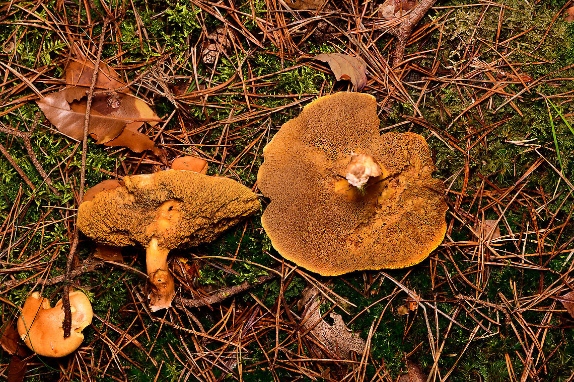 Jersey cow mushroom - cluster, Heeswijk-Dinther, Netherlands Cow bolete in dutch. <br />
<figure class="photo"><a href="https://www.jungledragon.com/image/92278/jersey_cow_mushroom_-_cluster_heeswijk-dinther_netherlands.html" title="Jersey cow mushroom - cluster, Heeswijk-Dinther, Netherlands"><img src="https://s3.amazonaws.com/media.jungledragon.com/images/2/92278_thumb.jpg?AWSAccessKeyId=05GMT0V3GWVNE7GGM1R2&Expires=1759968010&Signature=cxJQint9B5PKy1J31IjDPN4sScA%3D" width="152" height="152" alt="Jersey cow mushroom - cluster, Heeswijk-Dinther, Netherlands Cow bolete in dutch. <br />
https://www.jungledragon.com/image/92279/jersey_cow_mushroom_-_cluster_2_heeswijk-dinther_netherlands.html<br />
https://www.jungledragon.com/image/92280/jersey_cow_mushroom_-_cluster_heeswijk-dinther_netherlands.html Europe,Heeswijk-Dinther,Jersey cow mushroom,Netherlands,Suillus bovinus,World" /></a></figure><br />
<figure class="photo"><a href="https://www.jungledragon.com/image/92279/jersey_cow_mushroom_-_cluster_2_heeswijk-dinther_netherlands.html" title="Jersey cow mushroom - cluster 2, Heeswijk-Dinther, Netherlands"><img src="https://s3.amazonaws.com/media.jungledragon.com/images/2/92279_thumb.jpg?AWSAccessKeyId=05GMT0V3GWVNE7GGM1R2&Expires=1759968010&Signature=9me0QdjeP%2BtuMysVcdiOD4yVIcY%3D" width="200" height="134" alt="Jersey cow mushroom - cluster 2, Heeswijk-Dinther, Netherlands Cow bolete in dutch. <br />
https://www.jungledragon.com/image/92278/jersey_cow_mushroom_-_cluster_heeswijk-dinther_netherlands.html<br />
https://www.jungledragon.com/image/92280/jersey_cow_mushroom_-_cluster_heeswijk-dinther_netherlands.html Europe,Heeswijk-Dinther,Jersey cow mushroom,Netherlands,Suillus bovinus,World" /></a></figure> Europe,Heeswijk-Dinther,Jersey cow mushroom,Netherlands,Suillus bovinus,World