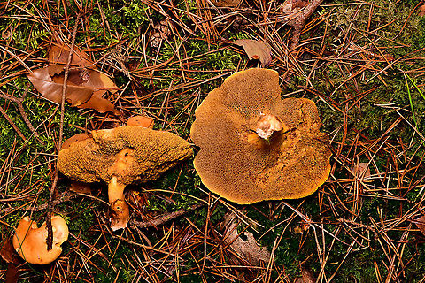 Jersey cow mushroom - cluster, Heeswijk-Dinther, Netherlands Cow bolete in dutch. 
https://www.jungledragon.com/image/92278/jersey_cow_mushroom_-_cluster_heeswijk-dinther_netherlands.html
https://www.jungledragon.com/image/92279/jersey_cow_mushroom_-_cluster_2_heeswijk-dinther_netherlands.html Europe,Heeswijk-Dinther,Jersey cow mushroom,Netherlands,Suillus bovinus,World