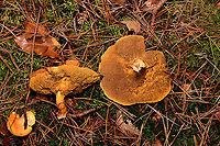Jersey cow mushroom - cluster, Heeswijk-Dinther, Netherlands Cow bolete in dutch. <br />
https://www.jungledragon.com/image/92278/jersey_cow_mushroom_-_cluster_heeswijk-dinther_netherlands.html<br />
https://www.jungledragon.com/image/92279/jersey_cow_mushroom_-_cluster_2_heeswijk-dinther_netherlands.html Europe,Heeswijk-Dinther,Jersey cow mushroom,Netherlands,Suillus bovinus,World