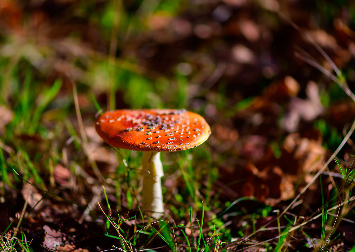 Fly agaric, Heeswijk-Dinther,Netherlands  Amanita muscaria,Europe,Fly agaric,Heeswijk-Dinther,Netherlands,World