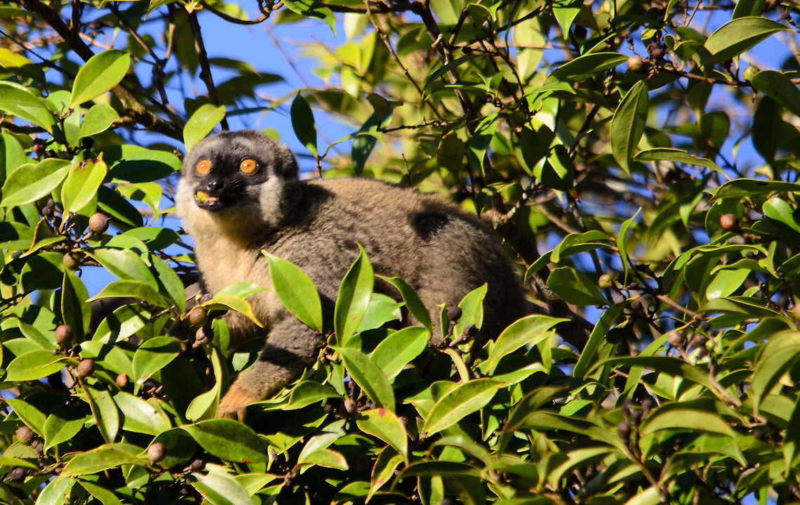 Common Brown Lemur, a.k.a. the Madagascar pig Brown Lemurs share some qualities with pigs. They make similar sounds as they manouver from tree to tree. I guess another similarity is their table manners :) Andasibe,Common brown lemur,Eulemur fulvus,Madagascar
