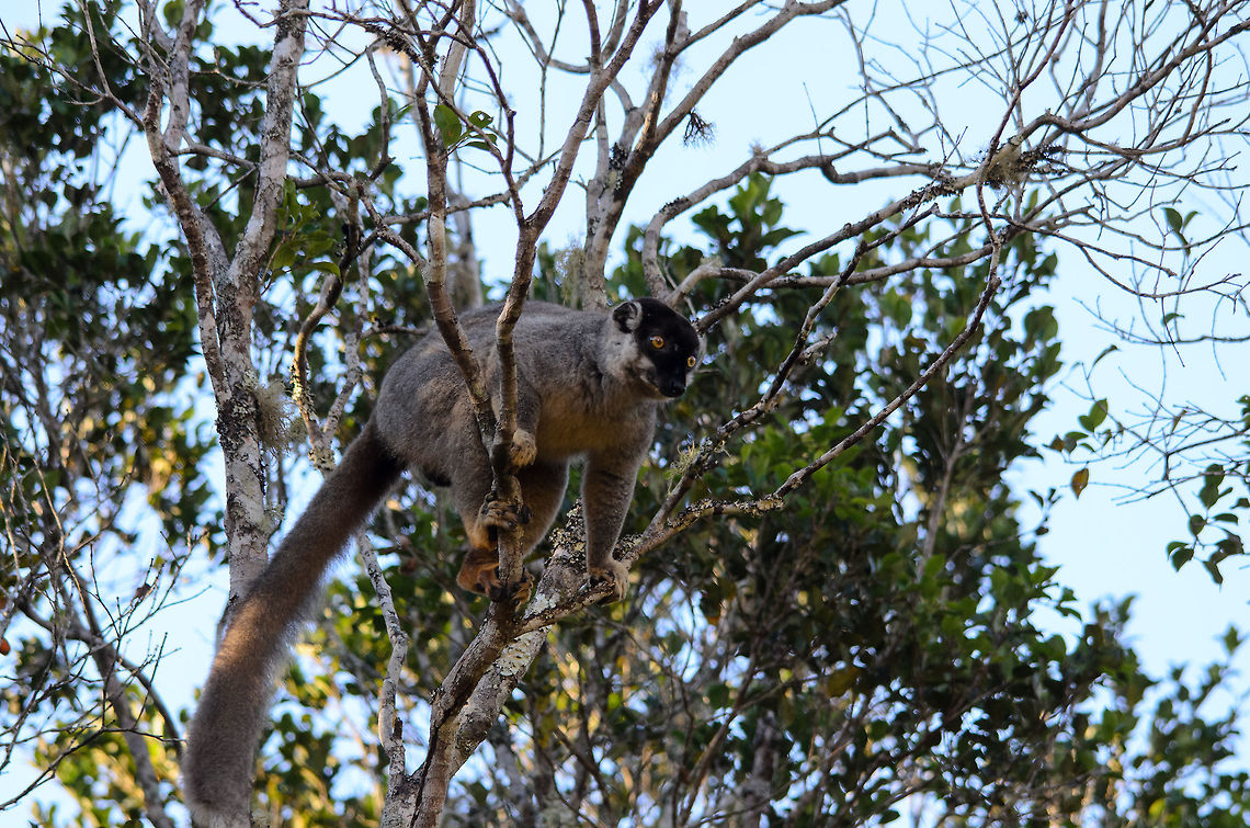 Common Brown Lemur pre jump One second before this Common Brown Lemur is going to perform some spectacular air travel. Andasibe,Common brown lemur,Eulemur fulvus,Madagascar