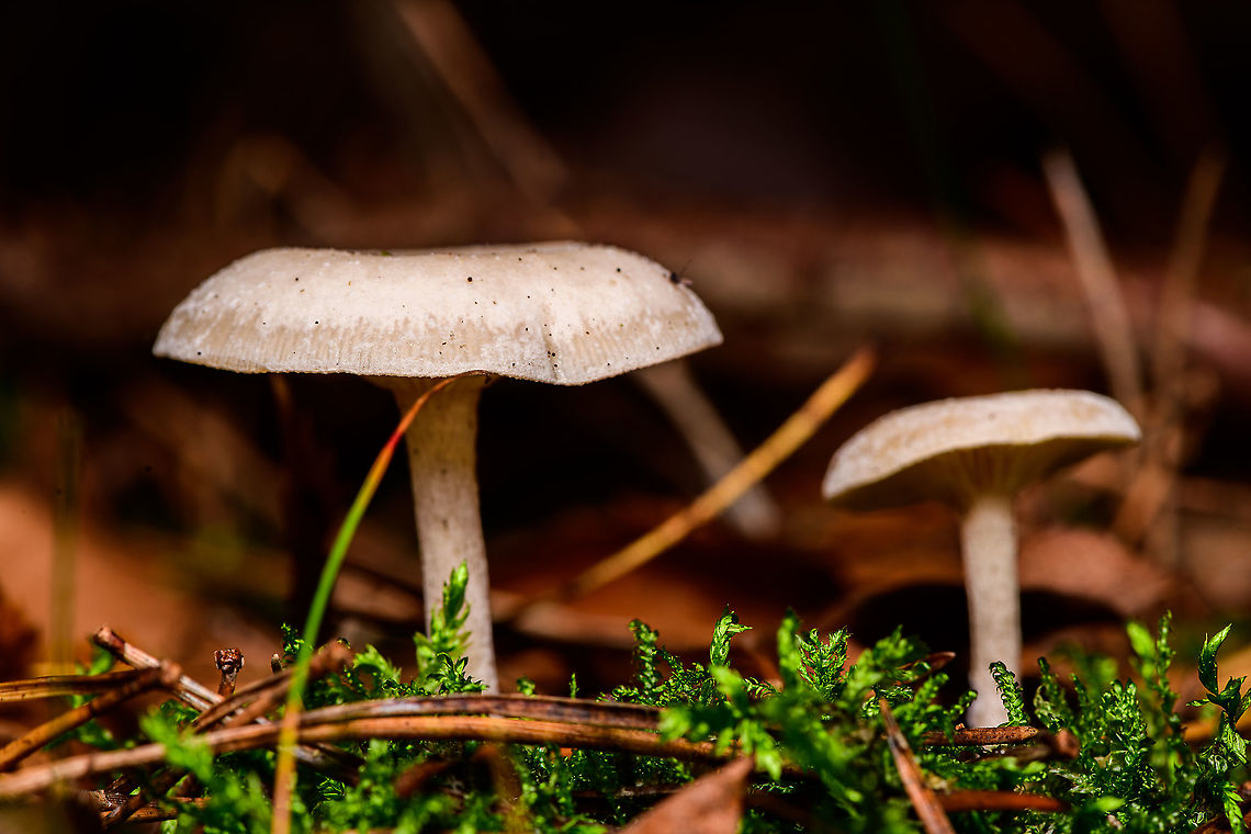 Wood Woolyfoot, Heeswijk-Dinther, Netherlands Tentative species. This species is very variable, it&#039;s identified based on gills, substrate and distribution using external help. <br />
<figure class="photo"><a href="https://www.jungledragon.com/image/92314/wood_woolyfoot_-_gills_heeswijk-dinther_netherlands.html" title="Wood Woolyfoot - gills, Heeswijk-Dinther, Netherlands"><img src="https://s3.amazonaws.com/media.jungledragon.com/images/2/92314_thumb.jpg?AWSAccessKeyId=05GMT0V3GWVNE7GGM1R2&Expires=1767225610&Signature=CFI%2FOhaRcFw1PBBRYb13TSxtoow%3D" width="200" height="188" alt="Wood Woolyfoot - gills, Heeswijk-Dinther, Netherlands Tentative species. This species is very variable, it&#039;s identified based on gills, substrate and distribution using external help. <br />
https://www.jungledragon.com/image/92313/wood_woolyfoot_heeswijk-dinther_netherlands.html Europe,Gymnopus peronatus,Heeswijk-Dinther,Netherlands,Wood Woolyfoot,World" /></a></figure> Europe,Gymnopus peronatus,Heeswijk-Dinther,Netherlands,Wood Woolyfoot,World