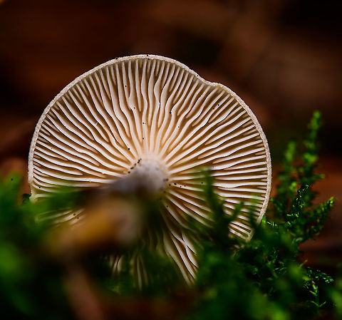 Wood Woolyfoot - gills, Heeswijk-Dinther, Netherlands Tentative species. This species is very variable, it's identified based on gills, substrate and distribution using external help. 
https://www.jungledragon.com/image/92313/wood_woolyfoot_heeswijk-dinther_netherlands.html Europe,Gymnopus peronatus,Heeswijk-Dinther,Netherlands,Wood Woolyfoot,World