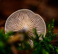 Wood Woolyfoot - gills, Heeswijk-Dinther, Netherlands Tentative species. This species is very variable, it's identified based on gills, substrate and distribution using external help. <br />
https://www.jungledragon.com/image/92313/wood_woolyfoot_heeswijk-dinther_netherlands.html Europe,Gymnopus peronatus,Heeswijk-Dinther,Netherlands,Wood Woolyfoot,World