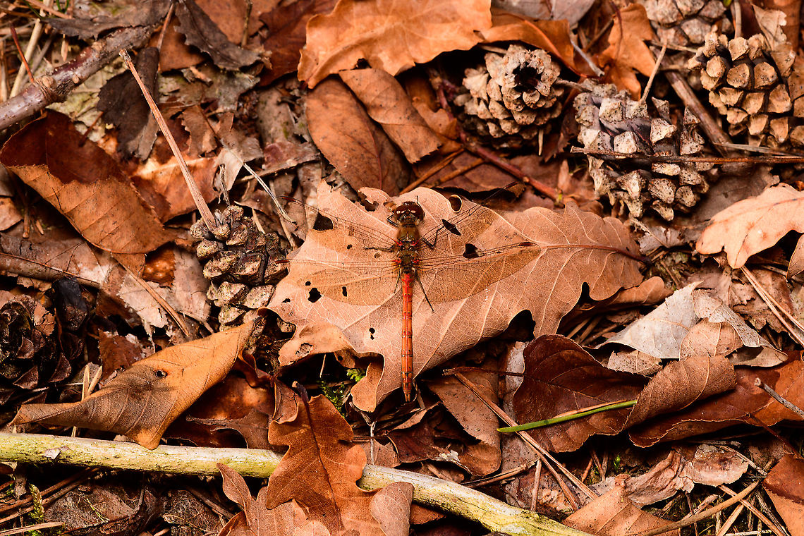Common Darter - male, Heeswijk-Dinther, Netherlands I found the male and female only 1m apart on the forest floor. Female:<br />
<figure class="photo"><a href="https://www.jungledragon.com/image/92363/common_darter_-_female_heeswijk-dinther_netherlands.html" title="Common Darter - female, Heeswijk-Dinther, Netherlands"><img src="https://s3.amazonaws.com/media.jungledragon.com/images/2/92363_thumb.jpg?AWSAccessKeyId=05GMT0V3GWVNE7GGM1R2&Expires=1759968010&Signature=6JR4X4WuZxaFJT810UX9ltIMPcU%3D" width="200" height="134" alt="Common Darter - female, Heeswijk-Dinther, Netherlands I found the male and female only 1m apart on the forest floor. Male:<br />
https://www.jungledragon.com/image/92362/common_darter_-_male_heeswijk-dinther_netherlands.html Common Darter,Europe,Heeswijk-Dinther,Netherlands,Sympetrum striolatum,World" /></a></figure> Common Darter,Europe,Heeswijk-Dinther,Netherlands,Sympetrum striolatum,World