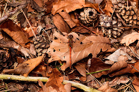Common Darter - male, Heeswijk-Dinther, Netherlands I found the male and female only 1m apart on the forest floor. Female:
https://www.jungledragon.com/image/92363/common_darter_-_female_heeswijk-dinther_netherlands.html Common Darter,Europe,Heeswijk-Dinther,Netherlands,Sympetrum striolatum,World