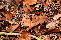 Common Darter - male, Heeswijk-Dinther, Netherlands I found the male and female only 1m apart on the forest floor. Female:<br />
https://www.jungledragon.com/image/92363/common_darter_-_female_heeswijk-dinther_netherlands.html Common Darter,Europe,Heeswijk-Dinther,Netherlands,Sympetrum striolatum,World