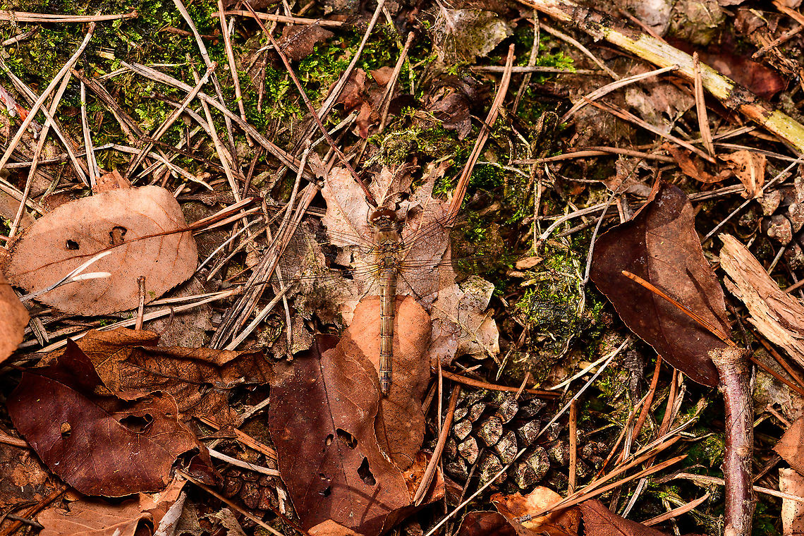 Common Darter - female, Heeswijk-Dinther, Netherlands I found the male and female only 1m apart on the forest floor. Male:<br />
<figure class="photo"><a href="https://www.jungledragon.com/image/92362/common_darter_-_male_heeswijk-dinther_netherlands.html" title="Common Darter - male, Heeswijk-Dinther, Netherlands"><img src="https://s3.amazonaws.com/media.jungledragon.com/images/2/92362_thumb.jpg?AWSAccessKeyId=05GMT0V3GWVNE7GGM1R2&Expires=1759968010&Signature=yCNCBATMebGn%2FTF%2BE4lCQL%2BWkw8%3D" width="200" height="134" alt="Common Darter - male, Heeswijk-Dinther, Netherlands I found the male and female only 1m apart on the forest floor. Female:<br />
https://www.jungledragon.com/image/92363/common_darter_-_female_heeswijk-dinther_netherlands.html Common Darter,Europe,Heeswijk-Dinther,Netherlands,Sympetrum striolatum,World" /></a></figure> Common Darter,Europe,Heeswijk-Dinther,Netherlands,Sympetrum striolatum,World