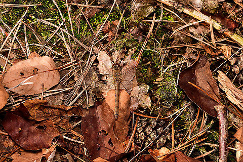 Common Darter - female, Heeswijk-Dinther, Netherlands I found the male and female only 1m apart on the forest floor. Male:
https://www.jungledragon.com/image/92362/common_darter_-_male_heeswijk-dinther_netherlands.html Common Darter,Europe,Heeswijk-Dinther,Netherlands,Sympetrum striolatum,World