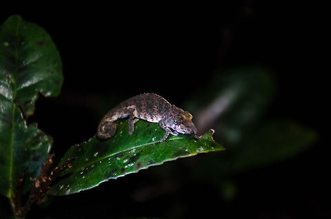 Big-nosed chameleon at night on leaf Found during a night tour in Andasibe, Madagascar.  Andasibe,Big-nosed chameleon,Calumma nasutum,Geotagged,Madagascar
