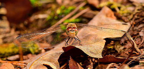 Common Darter - female - front view, Heeswijk-Dinther, Netherlands A few closeups of this female Common Darter that was resting on a leaf on the forest floor. 
I took the usual simple strategy of extremely slowly moving forward and taking occasional shots, just testing how far I can approach. When they flee, I stay exactly in place, eye in viewfinder, as half the time they're back in the same place within 30 seconds. 

https://www.jungledragon.com/image/92424/common_darter_-_female_-_resting_heeswijk-dinther_netherlands.html
https://www.jungledragon.com/image/92427/common_darter_-_female_-_resting_2_heeswijk-dinther_netherlands.html Common Darter,Europe,Heeswijk-Dinther,Netherlands,Sympetrum striolatum,World