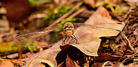 Common Darter - female - front view, Heeswijk-Dinther, Netherlands A few closeups of this female Common Darter that was resting on a leaf on the forest floor. <br />
I took the usual simple strategy of extremely slowly moving forward and taking occasional shots, just testing how far I can approach. When they flee, I stay exactly in place, eye in viewfinder, as half the time they're back in the same place within 30 seconds. <br />
<br />
https://www.jungledragon.com/image/92424/common_darter_-_female_-_resting_heeswijk-dinther_netherlands.html<br />
https://www.jungledragon.com/image/92427/common_darter_-_female_-_resting_2_heeswijk-dinther_netherlands.html Common Darter,Europe,Heeswijk-Dinther,Netherlands,Sympetrum striolatum,World