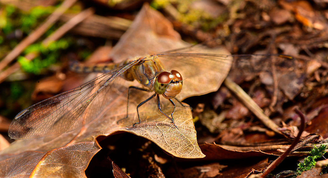 Common Darter - female - resting, Heeswijk-Dinther, Netherlands A few closeups of this female Common Darter that was resting on a leaf on the forest floor. <br />
I took the usual simple strategy of extremely slowly moving forward and taking occasional shots, just testing how far I can approach. When they flee, I stay exactly in place, eye in viewfinder, as half the time they're back in the same place within 30 seconds. <br />
<br />
<figure class="photo"><a href="https://www.jungledragon.com/image/92423/common_darter_-_female_-_front_view_heeswijk-dinther_netherlands.html" title="Common Darter - female - front view, Heeswijk-Dinther, Netherlands"><img src="https://s3.amazonaws.com/media.jungledragon.com/images/2/92423_thumb.jpg?AWSAccessKeyId=05GMT0V3GWVNE7GGM1R2&Expires=1769040010&Signature=O%2Fsr0zfEZcYFVkf8SNgwRcPBzhA%3D" width="200" height="98" alt="Common Darter - female - front view, Heeswijk-Dinther, Netherlands A few closeups of this female Common Darter that was resting on a leaf on the forest floor. <br />
I took the usual simple strategy of extremely slowly moving forward and taking occasional shots, just testing how far I can approach. When they flee, I stay exactly in place, eye in viewfinder, as half the time they're back in the same place within 30 seconds. <br />
<br />
https://www.jungledragon.com/image/92424/common_darter_-_female_-_resting_heeswijk-dinther_netherlands.html<br />
https://www.jungledragon.com/image/92427/common_darter_-_female_-_resting_2_heeswijk-dinther_netherlands.html Common Darter,Europe,Heeswijk-Dinther,Netherlands,Sympetrum striolatum,World" /></a></figure><br />
<figure class="photo"><a href="https://www.jungledragon.com/image/92427/common_darter_-_female_-_resting_2_heeswijk-dinther_netherlands.html" title="Common Darter - female - resting 2, Heeswijk-Dinther, Netherlands"><img src="https://s3.amazonaws.com/media.jungledragon.com/images/2/92427_thumb.jpg?AWSAccessKeyId=05GMT0V3GWVNE7GGM1R2&Expires=1769040010&Signature=1zXLPyJTBWXcePduoUXUQS5%2BWTs%3D" width="200" height="134" alt="Common Darter - female - resting 2, Heeswijk-Dinther, Netherlands A few closeups of this female Common Darter that was resting on a leaf on the forest floor. <br />
I took the usual simple strategy of extremely slowly moving forward and taking occasional shots, just testing how far I can approach. When they flee, I stay exactly in place, eye in viewfinder, as half the time they're back in the same place within 30 seconds. <br />
<br />
https://www.jungledragon.com/image/92423/common_darter_-_female_-_front_view_heeswijk-dinther_netherlands.html<br />
https://www.jungledragon.com/image/92424/common_darter_-_female_-_resting_heeswijk-dinther_netherlands.html Common Darter,Europe,Heeswijk-Dinther,Netherlands,Sympetrum striolatum,World" /></a></figure> Common Darter,Europe,Heeswijk-Dinther,Netherlands,Sympetrum striolatum,World