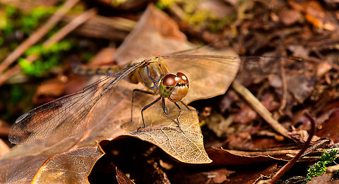 Common Darter - female - resting, Heeswijk-Dinther, Netherlands A few closeups of this female Common Darter that was resting on a leaf on the forest floor. 
I took the usual simple strategy of extremely slowly moving forward and taking occasional shots, just testing how far I can approach. When they flee, I stay exactly in place, eye in viewfinder, as half the time they're back in the same place within 30 seconds. 

https://www.jungledragon.com/image/92423/common_darter_-_female_-_front_view_heeswijk-dinther_netherlands.html
https://www.jungledragon.com/image/92427/common_darter_-_female_-_resting_2_heeswijk-dinther_netherlands.html Common Darter,Europe,Heeswijk-Dinther,Netherlands,Sympetrum striolatum,World
