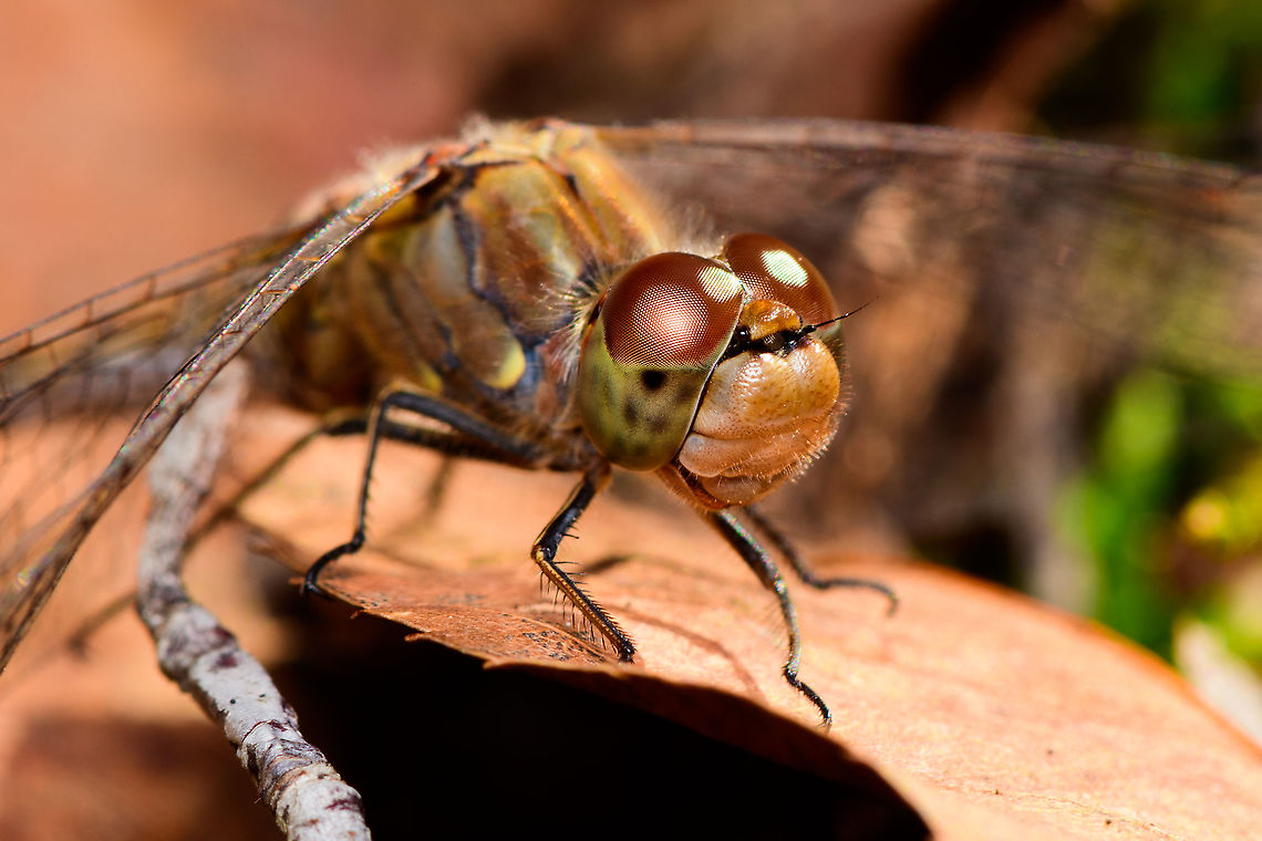 Common Darter - female - resting 2, Heeswijk-Dinther, Netherlands A few closeups of this female Common Darter that was resting on a leaf on the forest floor. <br />
I took the usual simple strategy of extremely slowly moving forward and taking occasional shots, just testing how far I can approach. When they flee, I stay exactly in place, eye in viewfinder, as half the time they're back in the same place within 30 seconds. <br />
<br />
<figure class="photo"><a href="https://www.jungledragon.com/image/92423/common_darter_-_female_-_front_view_heeswijk-dinther_netherlands.html" title="Common Darter - female - front view, Heeswijk-Dinther, Netherlands"><img src="https://s3.amazonaws.com/media.jungledragon.com/images/2/92423_thumb.jpg?AWSAccessKeyId=05GMT0V3GWVNE7GGM1R2&Expires=1769040010&Signature=O%2Fsr0zfEZcYFVkf8SNgwRcPBzhA%3D" width="200" height="98" alt="Common Darter - female - front view, Heeswijk-Dinther, Netherlands A few closeups of this female Common Darter that was resting on a leaf on the forest floor. <br />
I took the usual simple strategy of extremely slowly moving forward and taking occasional shots, just testing how far I can approach. When they flee, I stay exactly in place, eye in viewfinder, as half the time they're back in the same place within 30 seconds. <br />
<br />
https://www.jungledragon.com/image/92424/common_darter_-_female_-_resting_heeswijk-dinther_netherlands.html<br />
https://www.jungledragon.com/image/92427/common_darter_-_female_-_resting_2_heeswijk-dinther_netherlands.html Common Darter,Europe,Heeswijk-Dinther,Netherlands,Sympetrum striolatum,World" /></a></figure><br />
<figure class="photo"><a href="https://www.jungledragon.com/image/92424/common_darter_-_female_-_resting_heeswijk-dinther_netherlands.html" title="Common Darter - female - resting, Heeswijk-Dinther, Netherlands"><img src="https://s3.amazonaws.com/media.jungledragon.com/images/2/92424_thumb.jpg?AWSAccessKeyId=05GMT0V3GWVNE7GGM1R2&Expires=1769040010&Signature=DtOFa1bOKYvkiuDXiBDEpw%2BOinA%3D" width="200" height="110" alt="Common Darter - female - resting, Heeswijk-Dinther, Netherlands A few closeups of this female Common Darter that was resting on a leaf on the forest floor. <br />
I took the usual simple strategy of extremely slowly moving forward and taking occasional shots, just testing how far I can approach. When they flee, I stay exactly in place, eye in viewfinder, as half the time they're back in the same place within 30 seconds. <br />
<br />
https://www.jungledragon.com/image/92423/common_darter_-_female_-_front_view_heeswijk-dinther_netherlands.html<br />
https://www.jungledragon.com/image/92427/common_darter_-_female_-_resting_2_heeswijk-dinther_netherlands.html Common Darter,Europe,Heeswijk-Dinther,Netherlands,Sympetrum striolatum,World" /></a></figure> Common Darter,Europe,Heeswijk-Dinther,Netherlands,Sympetrum striolatum,World