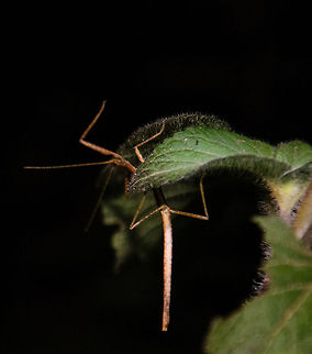 Madagascar stick insect  hanging on to leaf Found during a night tour in Andasibe, Madagascar. Andasibe,Geotagged,Madagascar