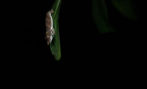 Big-nosed chameleon at night, Andasibe, Madagascar How awesome is this, finding one of the tiniest chameleons on the planet sleeping in the bushes during a night tour. Andasibe,Big-nosed chameleon,Calumma nasutum,Madagascar