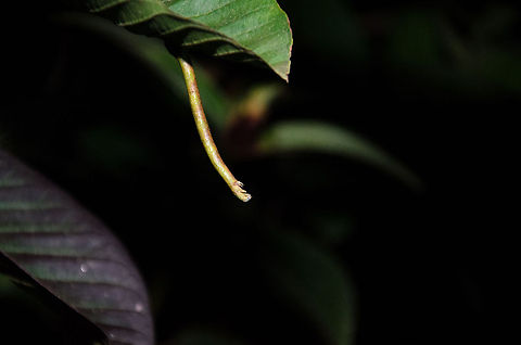 Madagascar caterpillar at night An unidentified caterpillar hangs from a leaf during a night tour in Andasibe, Madagascar. Andasibe,Madagascar