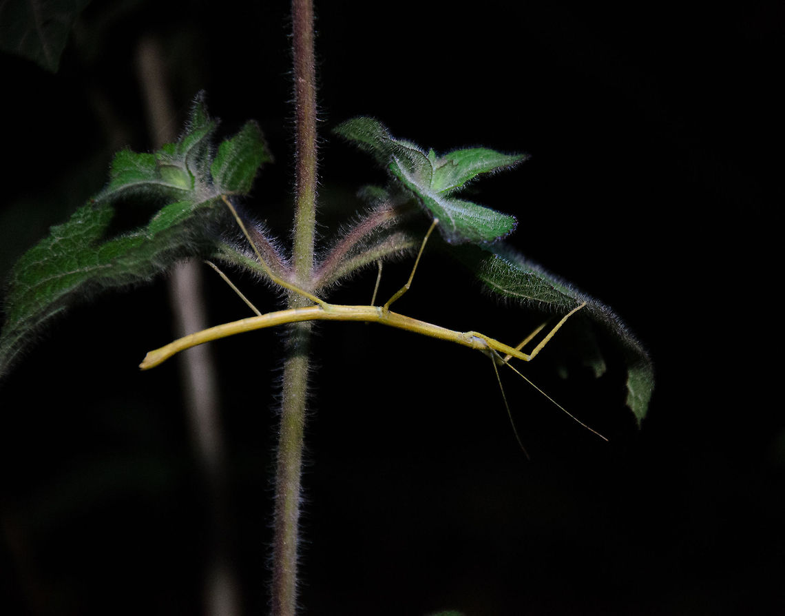 Madagascar stick insect Quite a large, yellow-ish stick insect we found on a night tour in Andasibe, Madagascar. I&#039;m not sure of the specie name. Andasibe,Madagascar