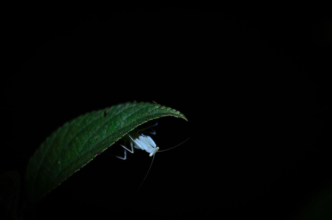 Madagascar Praying Mantis at night hanging upside down on leaf A tiny Praying Mantis we found on a leaf during a night tour in Andasibe, Madagascar. I&#039;ve not been able to identify this species yet. Andasibe,Geotagged,Madagascar