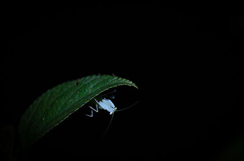 Madagascar Praying Mantis at night hanging upside down on leaf A tiny Praying Mantis we found on a leaf during a night tour in Andasibe, Madagascar. I've not been able to identify this species yet. Andasibe,Geotagged,Madagascar