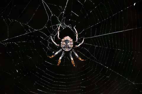 Giant Crab-backed orb weaver at night in Madagascar Although it looks quite distinctive, I still haven't been able to identify this specie. It definitely is an orb weaver, and it has a crab-like back but an exact match I have not found yet. Help is much welcome! Andasibe,Gasteracantha cancriformis,Geotagged,Madagascar