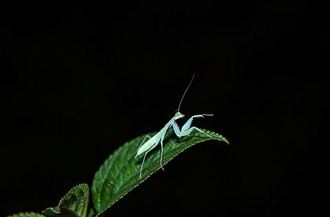 Greenish/blue Praying Mantis, Madagascar A tiny Praying Mantis we found on a leaf during a night tour in Andasibe, Madagascar. I've not been able to identify this species yet. Andasibe,Geotagged,Madagascar