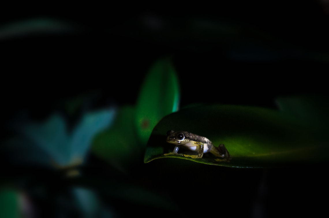 Heterixalus punctatus in the spotlight, Andasibe, Madagascar  Andasibe,Geotagged,Heterixalus punctatus,Madagascar,Spotted Madagascar Reed Frog