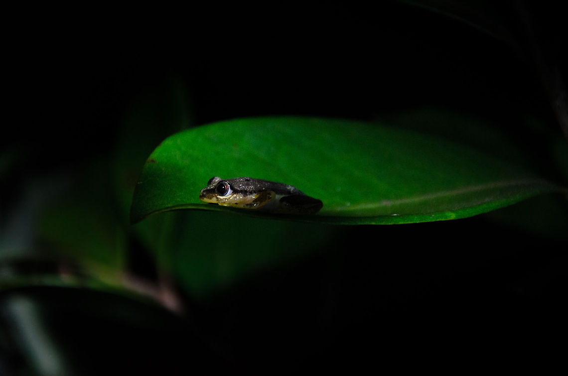 Heterixalus punctatus on leaf at night, Andasibe, Madagascar Not 100% sure about the identification, please do correct me if I'm wrong. Andasibe,Heterixalus punctatus,Madagascar,Spotted Madagascar Reed Frog