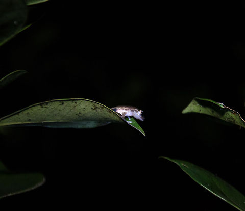 Heterixalus sp. frog at night in Andasibe night tour, Madagascar Frogs are the only type of amphibians that Madagascar has, and 99% of them are endemic, only occuring in Madagascar. We found this tree-dwelling fella during a night tour near Andasibe. Andasibe,Madagascar