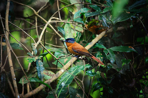 Malagasy Paradise Flycatcher (female) Photographing birds in the low-light, thick vegetation forests of Andasibe, Madagascar is far from easy. We've had several sightings of this mystical paradise flycatcher but it took a lot of attempt and luck for it to finally move in a favorable position. 

I find this bird to be gorgeous. This one concerns a female, males look similar but have an incredibly long tail feather. These birds hunt for insects, sometimes together with other bird species in a so-called "flock".  Andasibe,Madagascar,Malagasy Paradise Flycatcher,Terpsiphone mutata