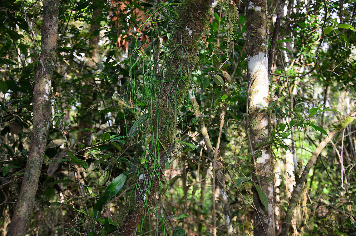 Rhipsalis madagascariensis in Andasibe, Madagascar In the center of this photo is a cactus not looking like a cactus. It's a so-called Mistletoe cactus. There are tons of synonyms for this specie and scientists do not agree on their classification.  Andasibe,Madagascar,Rhipsalis baccifera