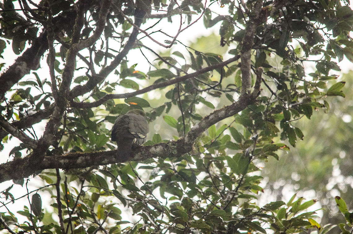 Madagascar Green Pigeon This photo is of a terrible quality, even after recovery attempts. The reason I'm sharing it anyway is because according to our guide in Andasibe, the sighting of this specie in this area (Andasibe) is a rare one.  Andasibe,Madagascar,Madagascar Green Pigeon,Treron australis
