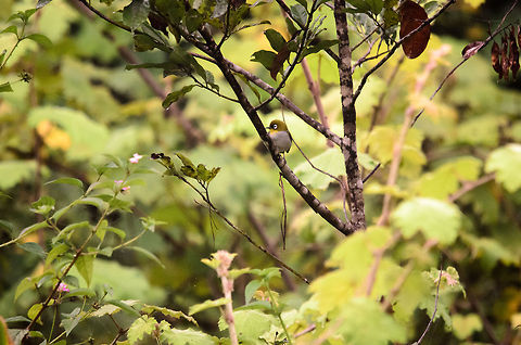 Malagasy White-eye in Andasibe On a very early, foggy morning we did a little bird walk in the Andasibe area, which largely failed due to the fog and cold. Still, we managed to see and capture this little white-eye bird.

On a personal note, I'm the kind of person that has to drag myself out of bed every day, definitely not a morning person. In Madagascar however, I cannot wait for the night to be over, so that we can walk and explore again. Quite telling on how awesome Madagascar is. Andasibe,Madagascar,Malagasy White-eye,Zosterops maderaspatanus